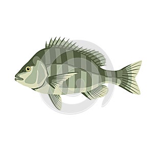 Sheepshead fish ,vector illustration, flat style, side